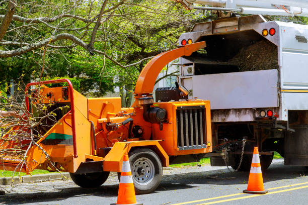 Tree Removal for Businesses